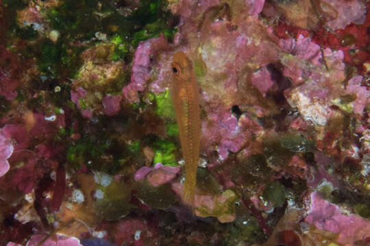 Image of Cave dwarfgoby