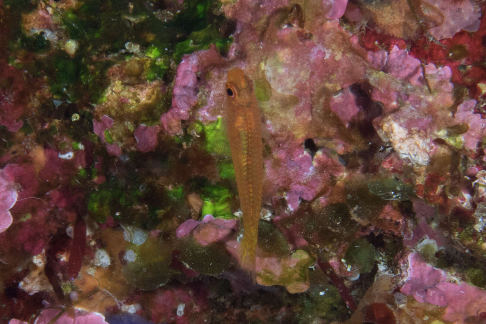 Image of Cave dwarfgoby