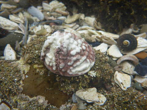 Image of Pacific white cap limpet