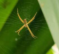 Image of Argiope dang Jäger & Praxaysombath 2009