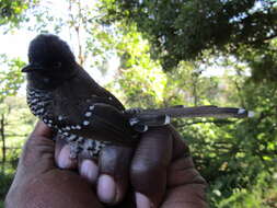 Image of Banded Prinia