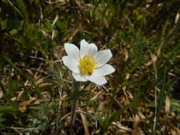 Pulsatilla alpina subsp. millefoliata (Bertol.) D. M. Moser resmi