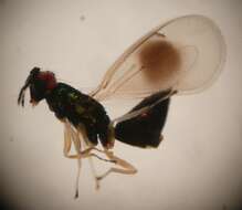 Chrysocharis gemma (Walker 1839)的圖片