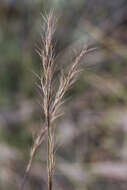 Image of Aristida ramosa R. Br.