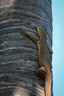 Image of Varanus bengalensis irrawadicus Yang & Li 1987