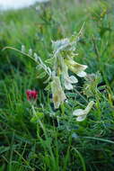 Image of Vicia pannonica subsp. pannonica