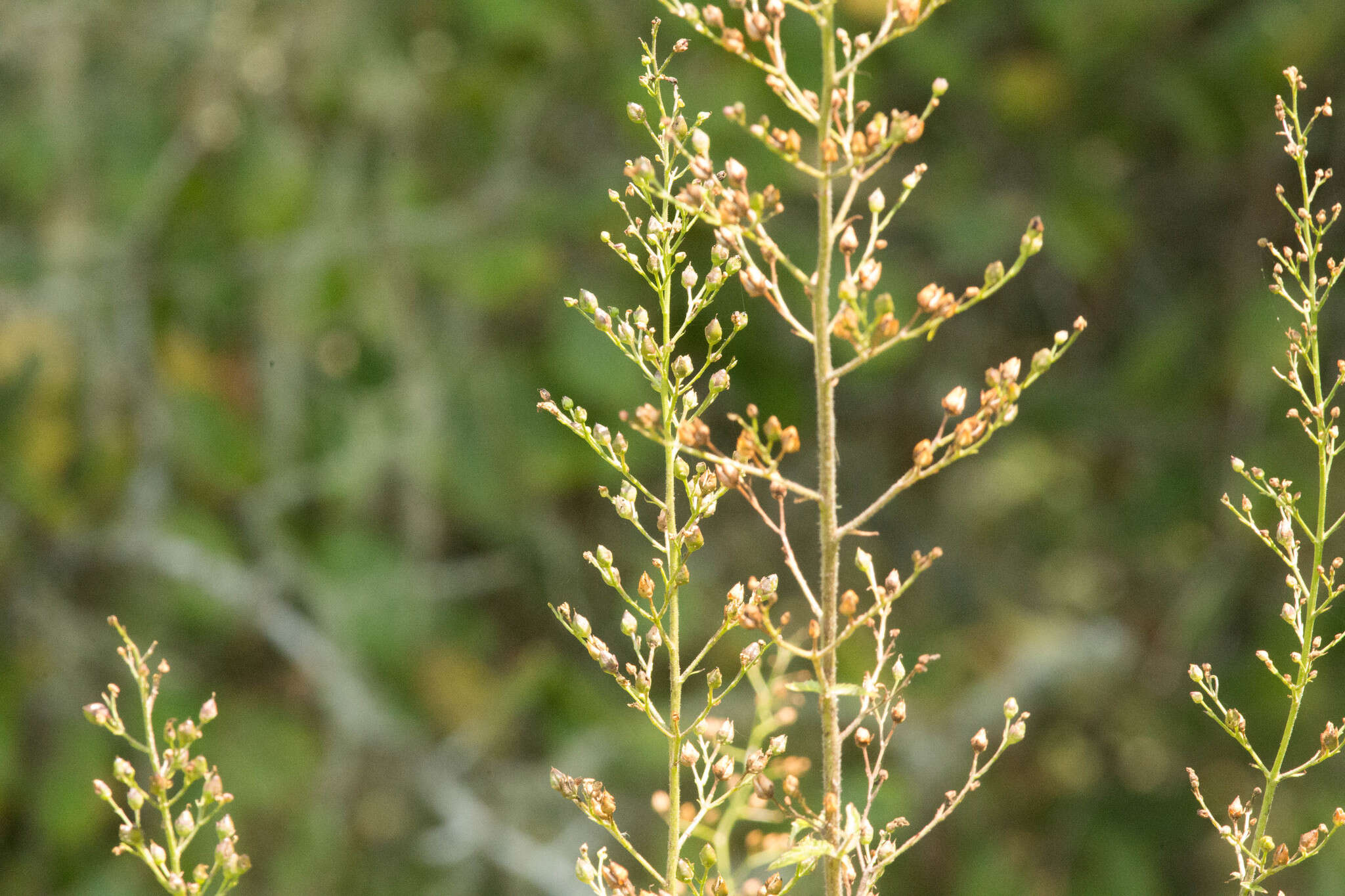 Image of California bee plant