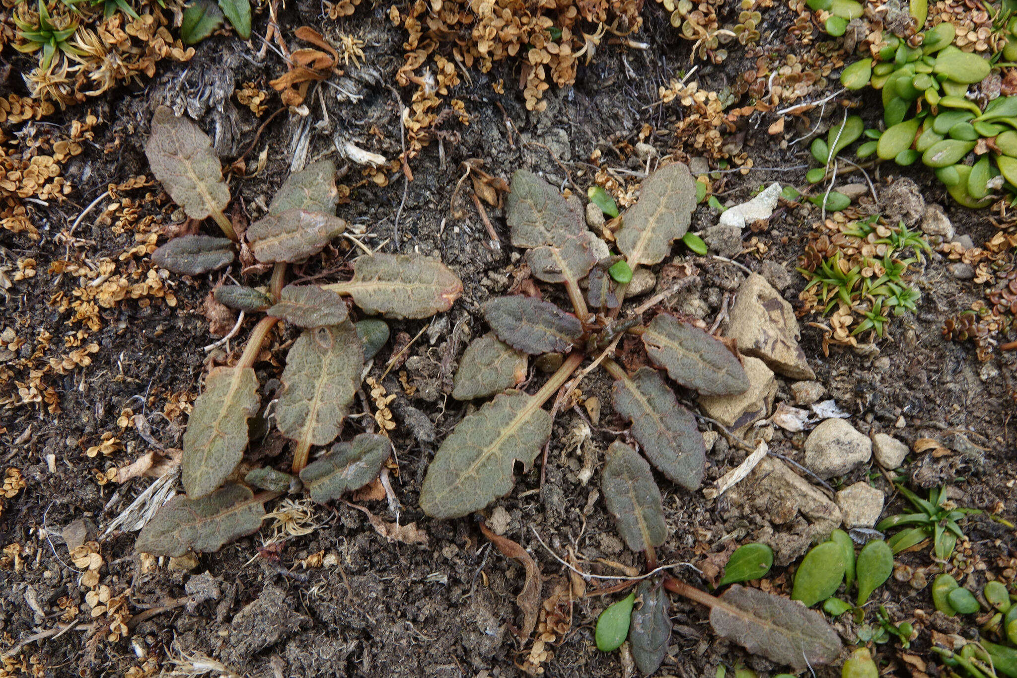 Rumex neglectus T. Kirk resmi