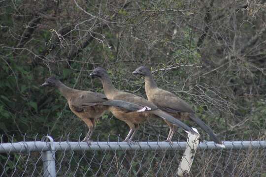 Image of Plain Chachalaca