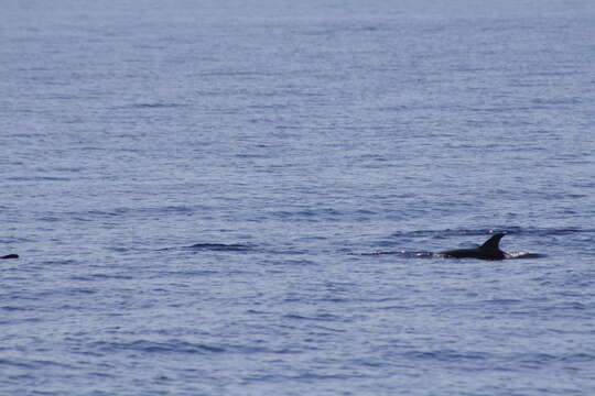 Image of Blue-white Dolphin