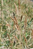 Image of Calamagrostis extremiorientalis (Tzvelev) Prob.