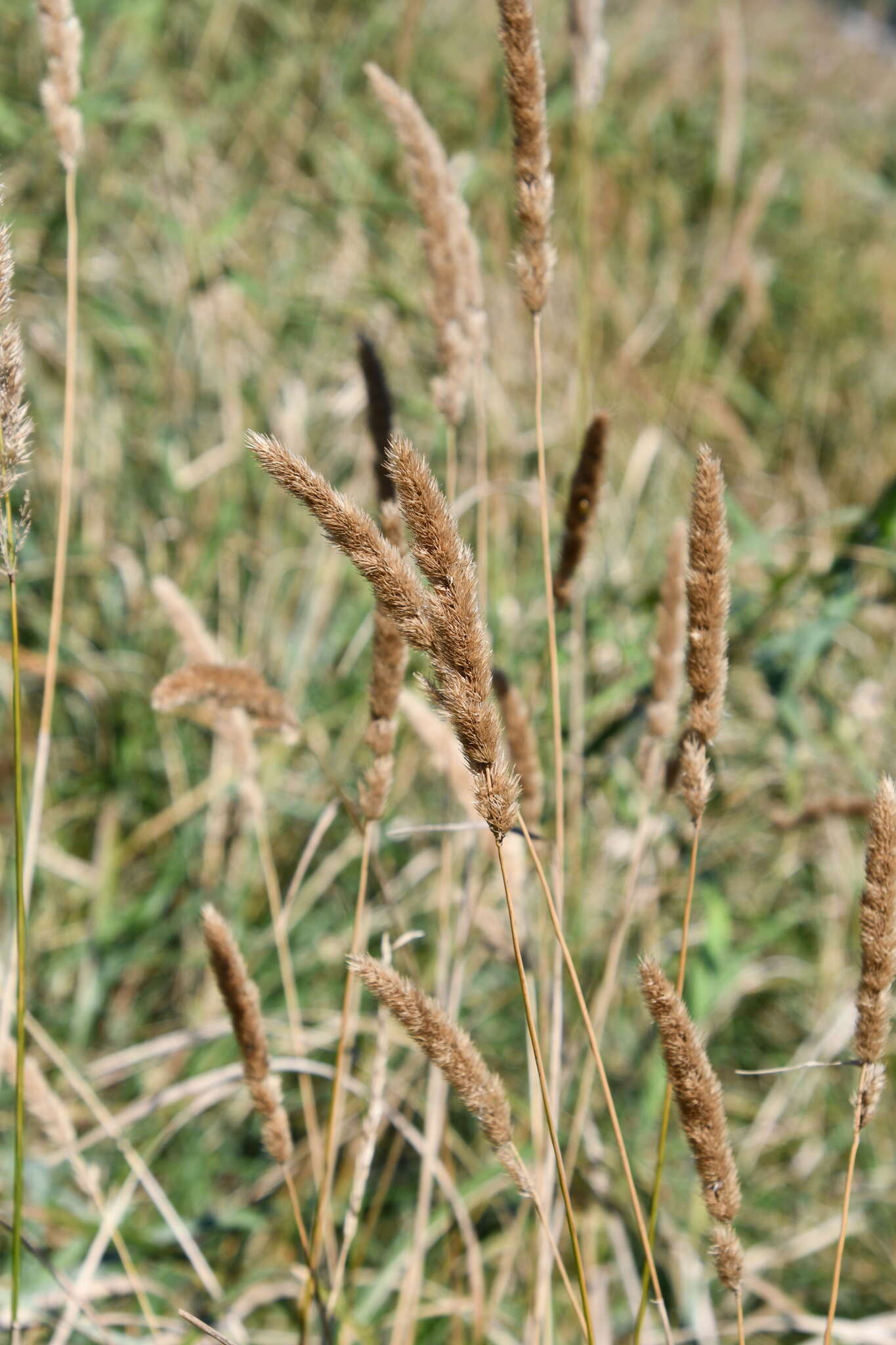 Image of Calamagrostis extremiorientalis (Tzvelev) Prob.