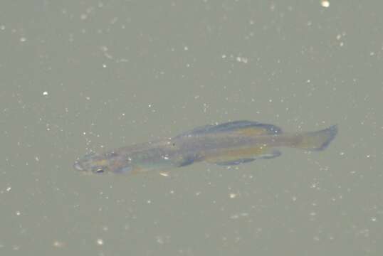 Image of Girardinichthys