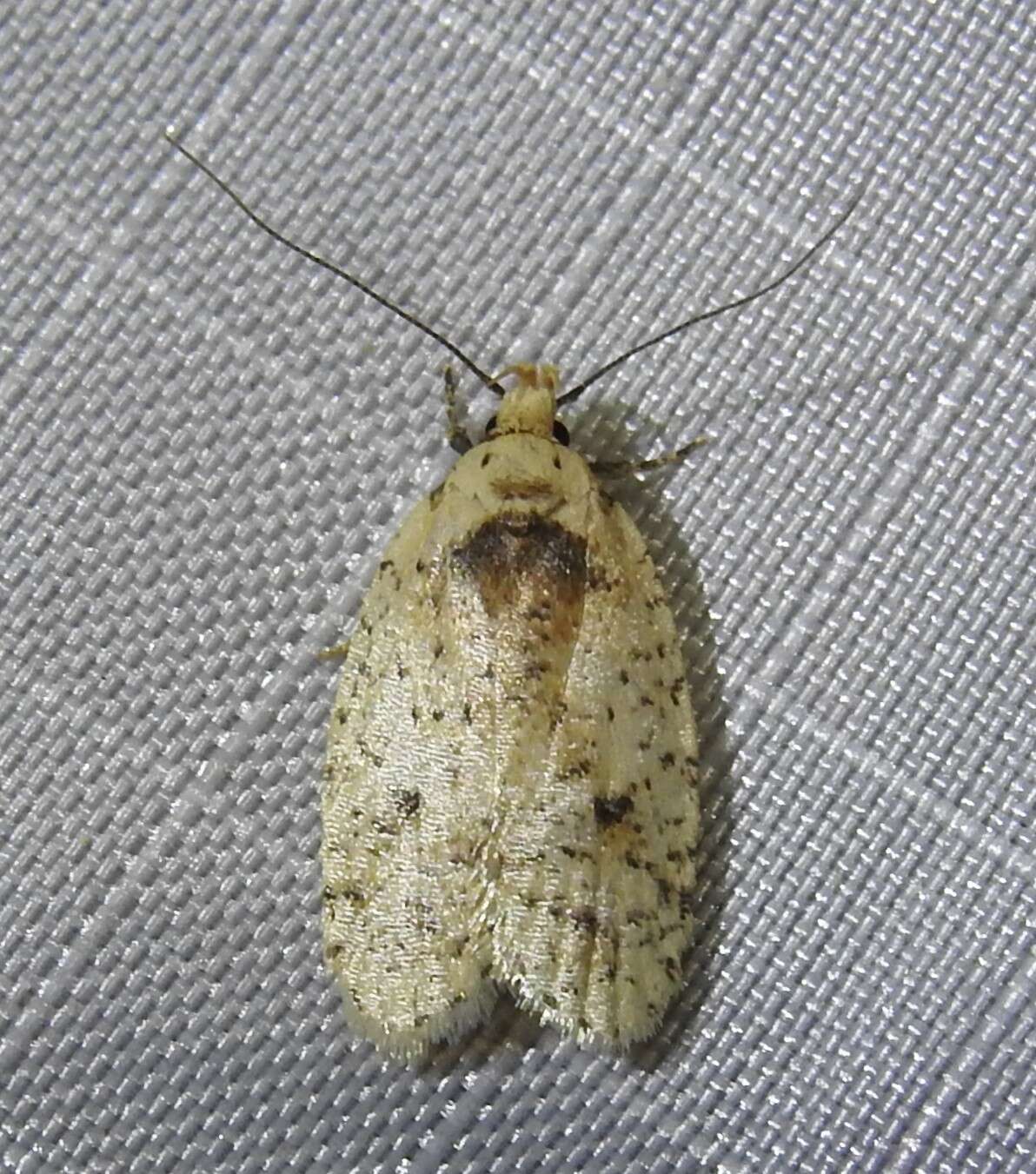 Image de Agonopterix flavicomella Engel 1907