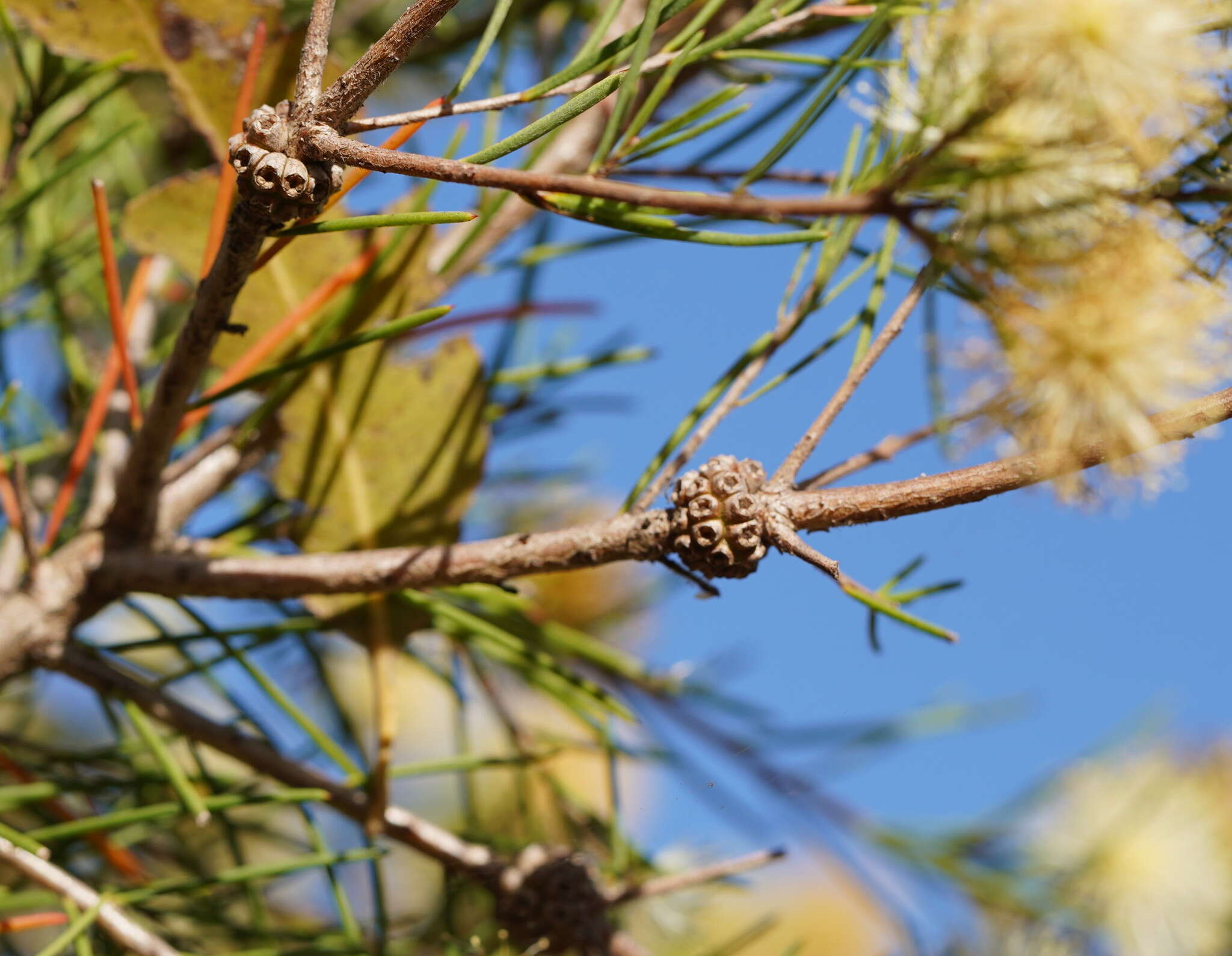 Sivun Melaleuca nodosa (Gaertn.) Sm. kuva