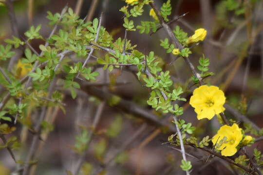 Image of Mopane Yellowthorn