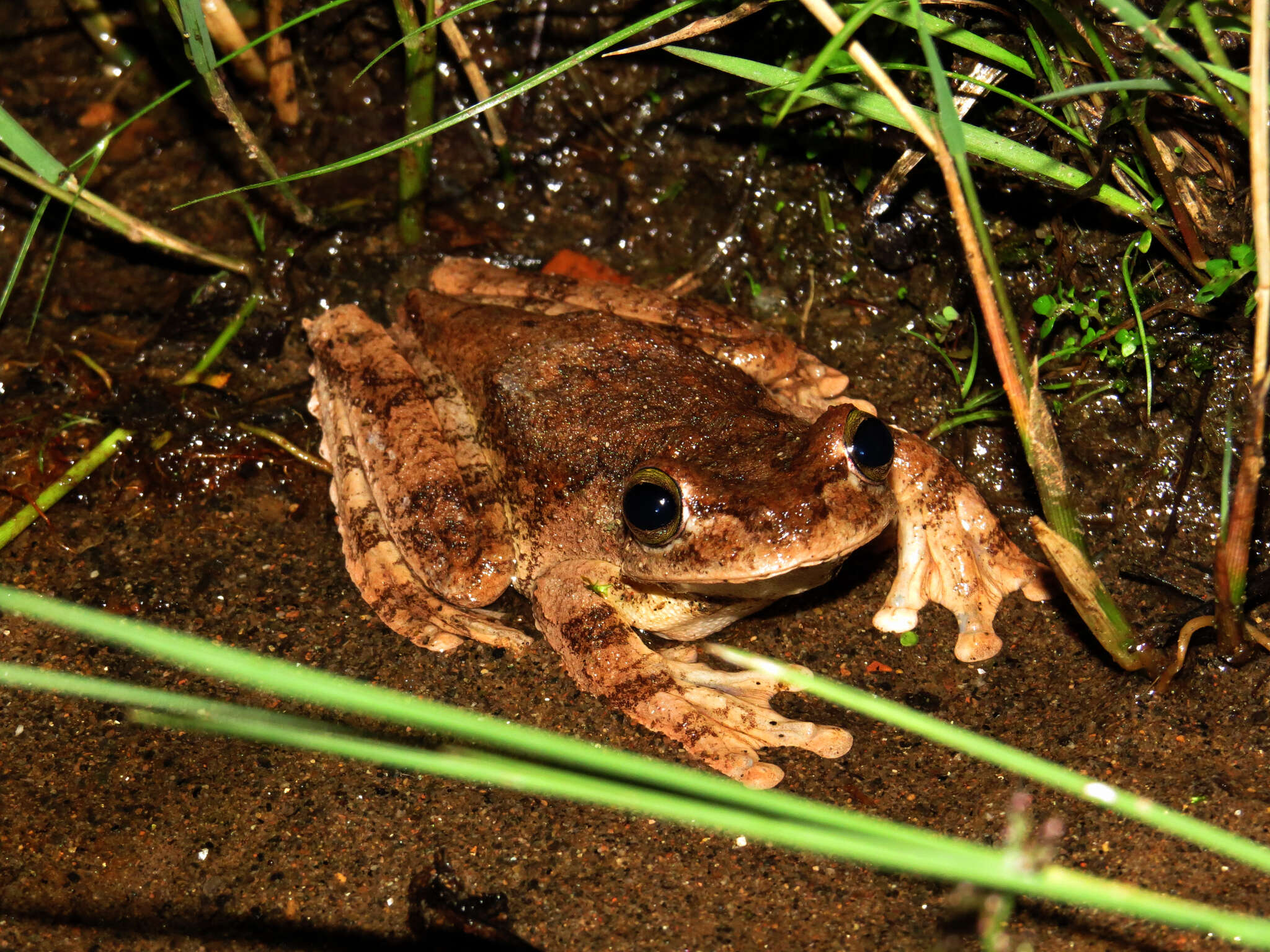 Image of Boana pardalis (Spix 1824)