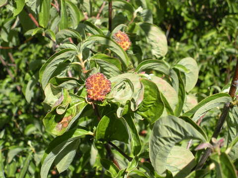 Image of Pacific dogwood