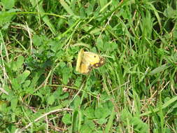 Image of clouded yellow