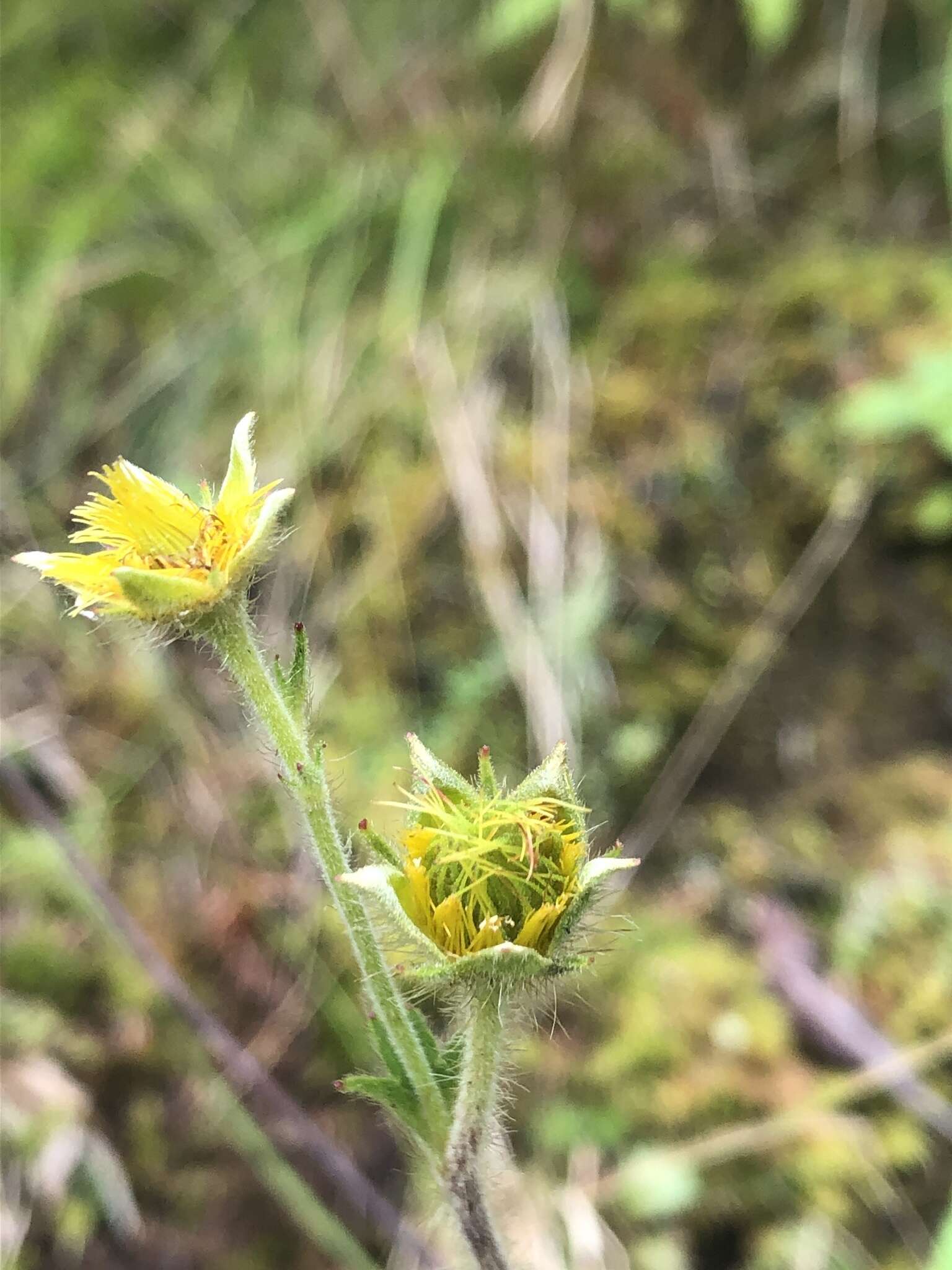 Geum radiatum Michx.的圖片