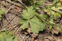 Image de Ranunculus neapolitanus Tenore