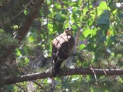 Image of Parabuteo unicinctus unicinctus (Temminck 1824)