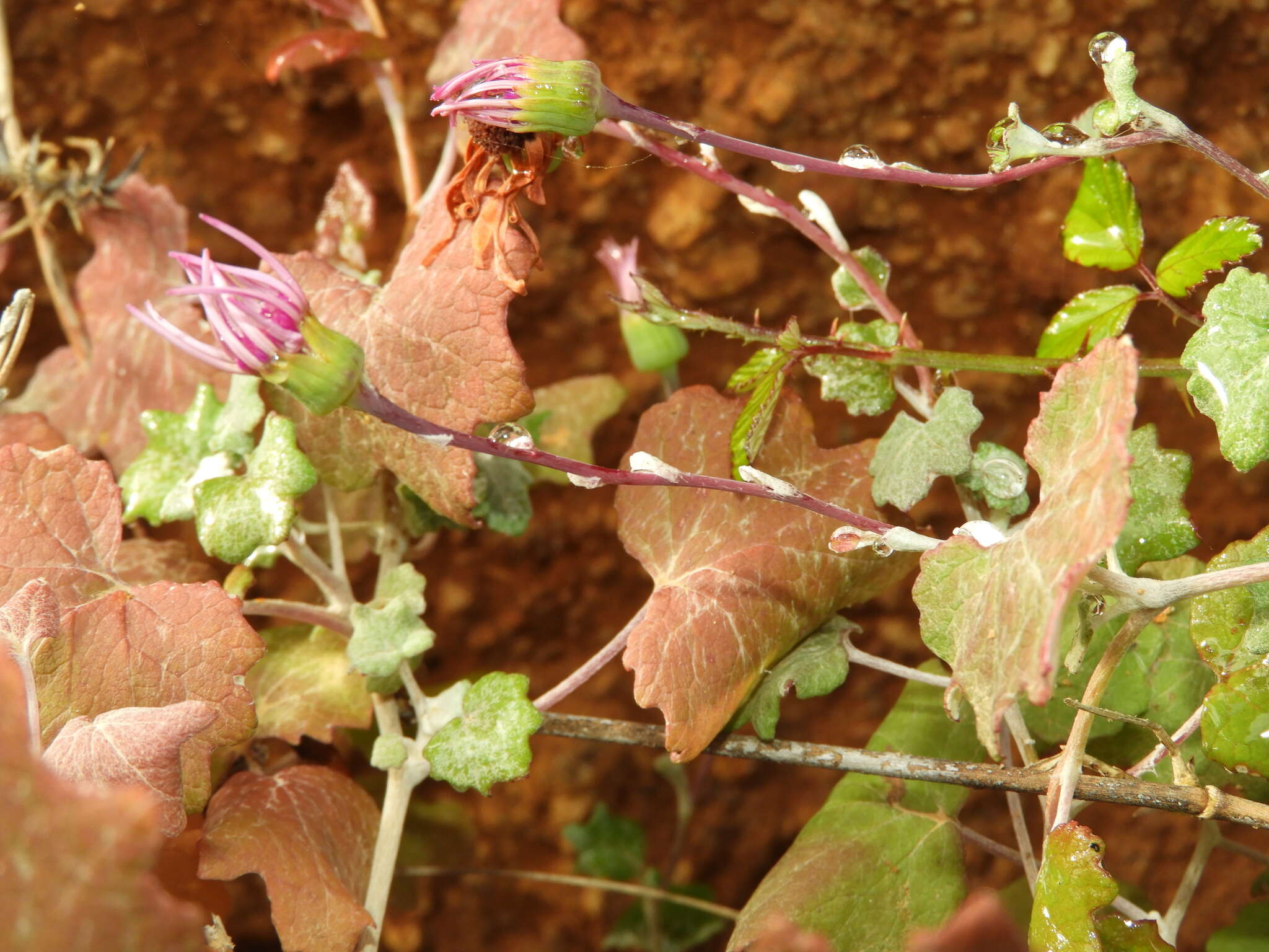 Image of Pericallis lanata (L'Hér.) B. Nord.