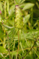 Image of Crested Cow-wheat