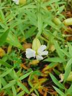 Image of Silene procumbens Murr.