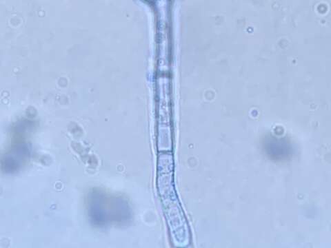 Image of Hypomyces tubariicola (W. Gams) Zare & W. Gams 2016