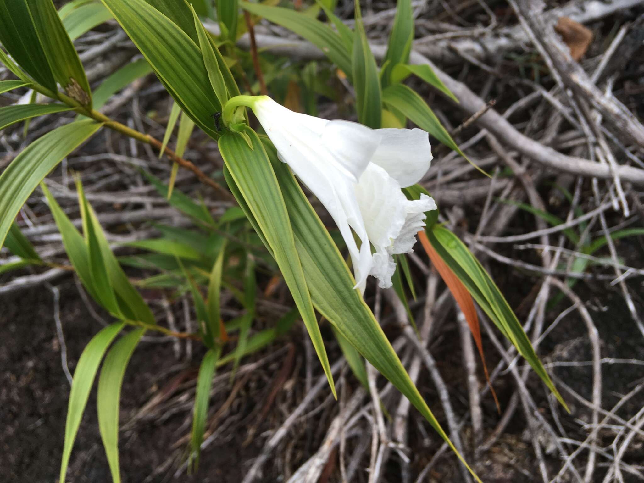 Image of Sobralia granitica G. A. Romero & Carnevali