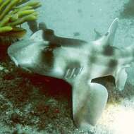 Image of Crested Bullhead Shark