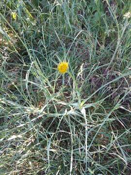 Image de Tragopogon minor Mill.