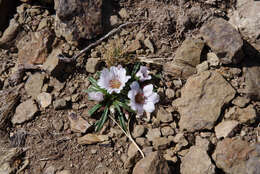 Слика од Calandrinia carolinii Hershkovitz & D. I. Ford