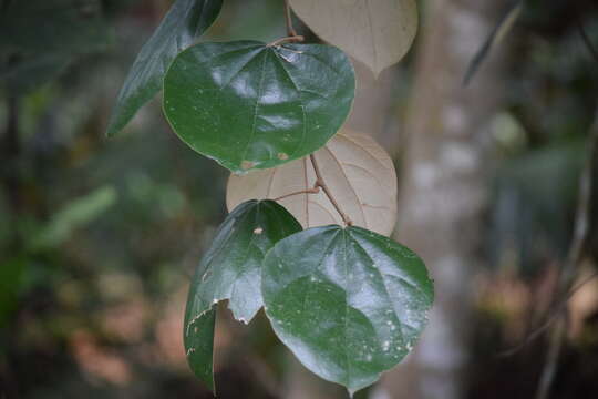 Image of Coscinium fenestratum (Gaertn.) Colebr.