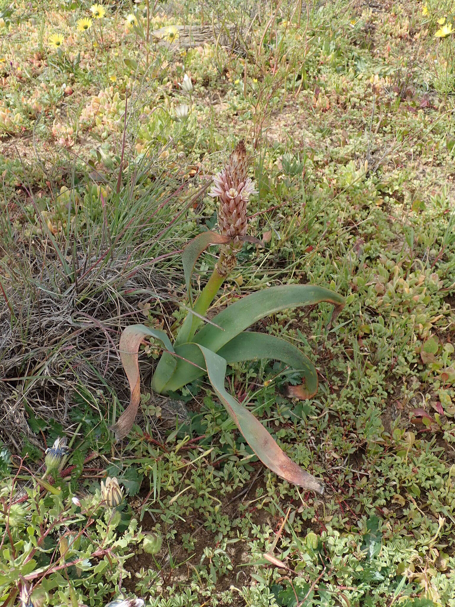 Image of Lachenalia elegans W. F. Barker