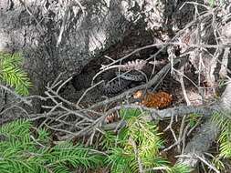 Image of Vipera berus sachalinensis Zarevsky 1917