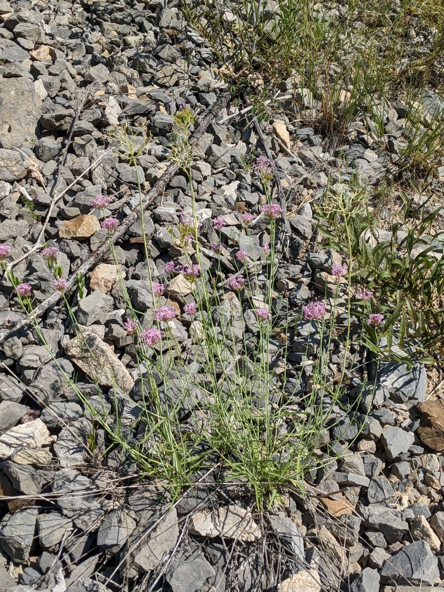 Image of Centranthus angustifolius (Miller) DC.