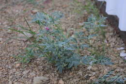 Image of Indigofera auricoma E. Mey.