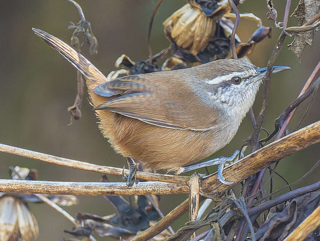 Image of White-breasted Wood Wren