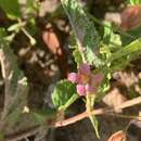 Image of Hermannia stellulata (Harv.) K. Schum.