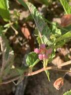 Image of Hermannia stellulata (Harv.) K. Schum.