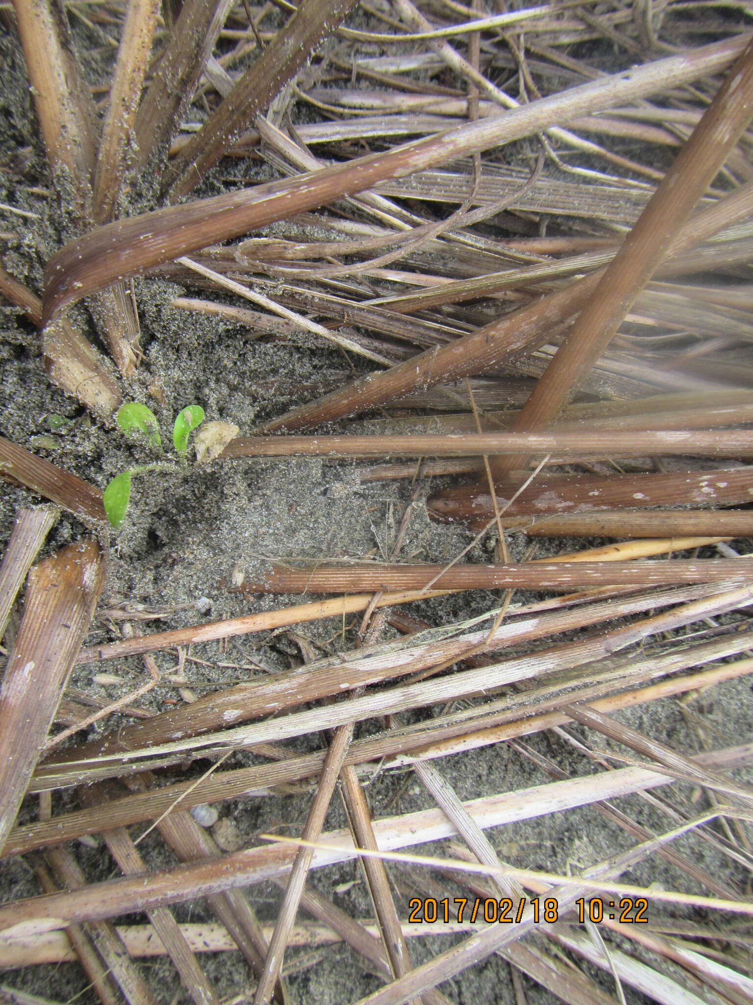 Image of Anoteropsis litoralis Vink 2002