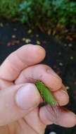 Image of April green cicada