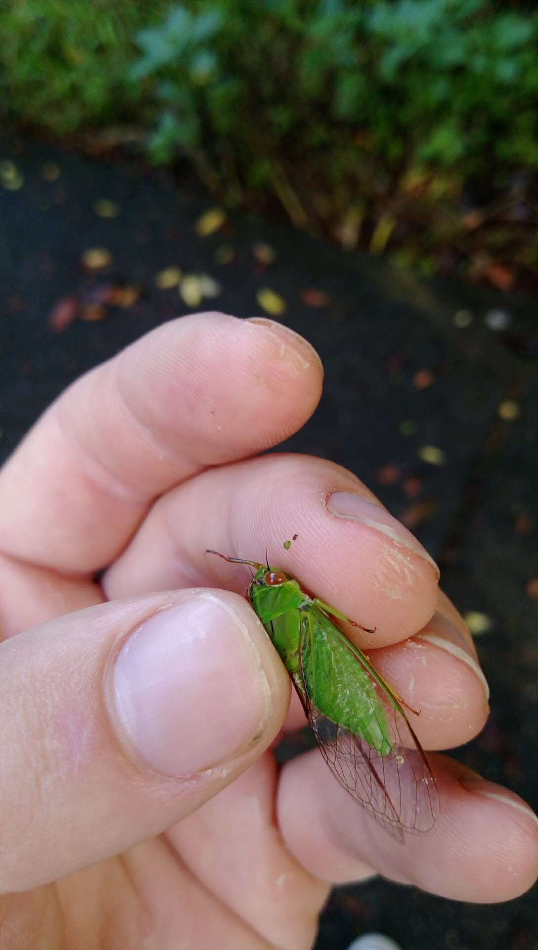 Image of April green cicada