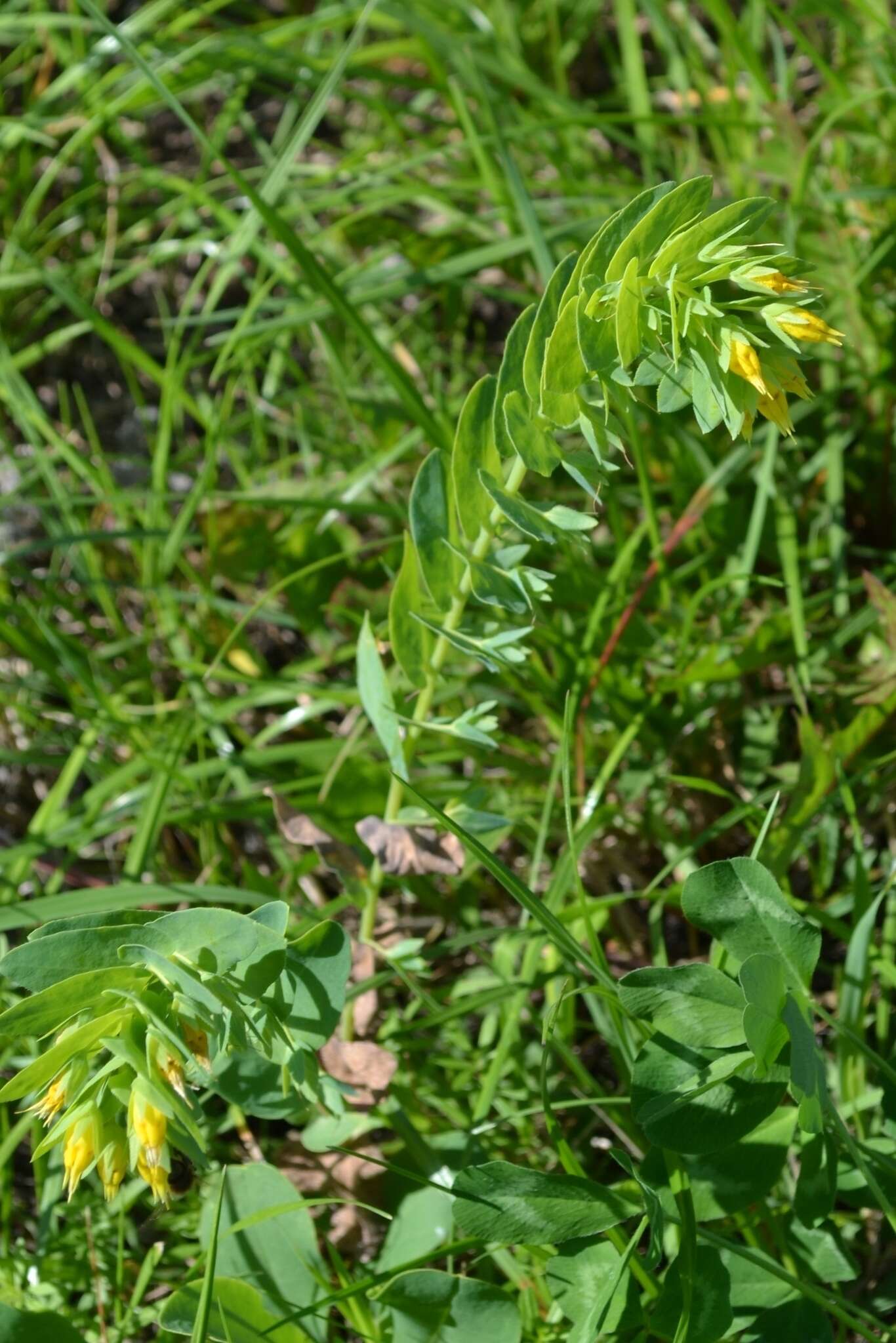 Cerinthe minor L. resmi