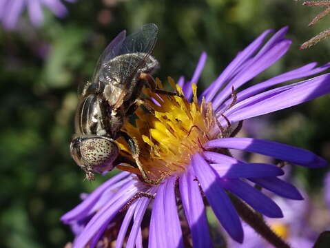 Image de Eristalinus aeneus (Scopoli 1763)