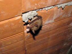 Myotis emarginatus (E. Geoffroy 1806) resmi