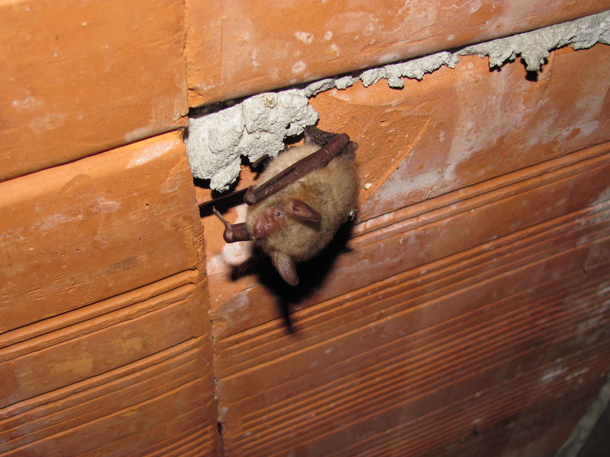 Imagem de Myotis emarginatus (E. Geoffroy 1806)