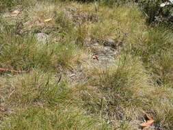 Image of Grass